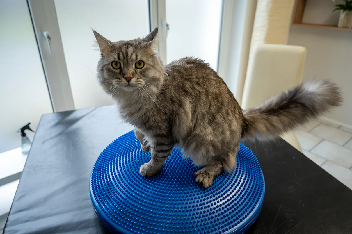 Katze auf Balancekissen